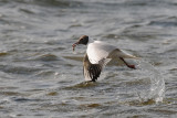 Black-headed gull / Chroicocephalus ridibundus / Skrattms
