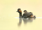 Black-necked Grebe