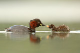 Little Grebe