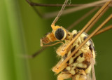 Crane Fly