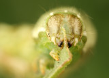 Caterpillar on watermelon