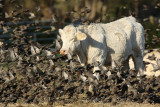 Common Starling