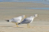 Gulls squawkin & walkin