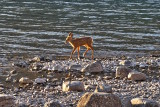 A beautiful fawn by the Lake