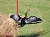 A Cormorant drying his wings on the golf course
