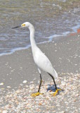 An Egret looking for a meal