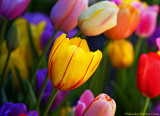 Tulips at Springtime, Filoli Garden