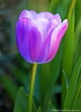 Purple Tulip at Springtime, Filoli Garden