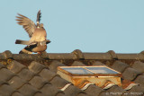 Wood pigeon <BR>(Columba palumbus)