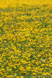 Dandelion <BR>(Taraxacum officinale)