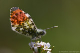 Orange tip <BR>(Anthocharis cardamines)