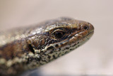 Viviparous lizard <BR>(Zootoca vivipara)