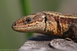 Viviparous lizard <BR>(Zootoca vivipara)