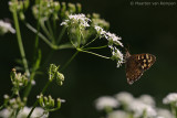Speckled wood  <BR>(Pararge aegeria)