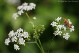 Map butterfly <BR>(Araschnia levana)