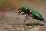 Green tiger beetle <BR>(Cicindela campestris)