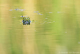 Green frog spec. <BR>(Rana spec.)