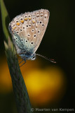 Common blue <BR>(Polymmatus icarus)