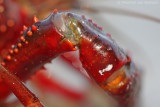 Red swamp crayfisch <BR>(Procambarus clarkii)