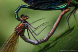 Beautiful demoiselle <BR>(Calopteryx virgo)