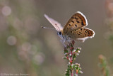 Sooty copper<BR>(Lycaena tityrus)