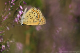 Sooty copper<BR>(Lycaena tityrus)