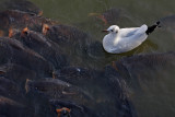 Black-headed gull  <BR>(Larus ribundaris)