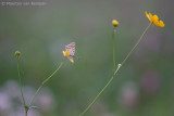 Sooty copper<BR>(Lycaena tityrus)