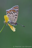 Sooty copper<BR>(Lycaena tityrus)
