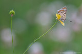 Sooty copper<BR>(Lycaena tityrus)