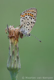 Sooty copper<BR>(Lycaena tityrus)