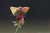 Sooty copper<BR>(Lycaena tityrus)