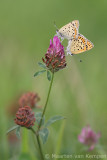 Sooty copper<BR>(Lycaena tityrus)