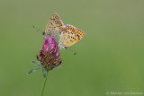 Sooty copper<BR>(Lycaena tityrus)