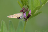 Sooty copper<BR>(Lycaena tityrus)