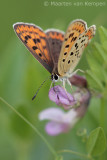 Sooty copper<BR>(Lycaena tityrus)