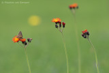 Sooty copper<BR>(Lycaena tityrus)