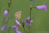 Sooty copper<BR>(Lycaena tityrus)