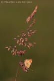 Sooty copper<BR>(Lycaena tityrus)