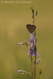 Sooty copper<BR>(Lycaena tityrus)