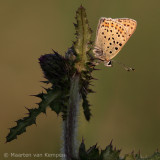 Sooty copper<BR>(Lycaena tityrus)