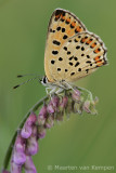 Sooty copper<BR>(Lycaena tityrus)