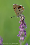 Sooty copper<BR>(Lycaena tityrus)