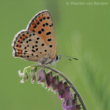 Sooty copper<BR>(Lycaena tityrus)