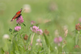 Peacock butterfly <BR>(Inachis io)