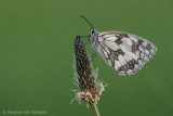 Marbled white <BR>(Melnargia galathea)