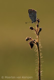 Sooty copper<BR>(Lycaena tityrus)