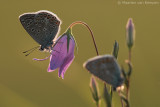 Common blue <BR>(Polymmatus icarus)