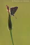 Sooty copper<BR>(Lycaena tityrus)