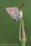 Sooty copper<BR>(Lycaena tityrus)